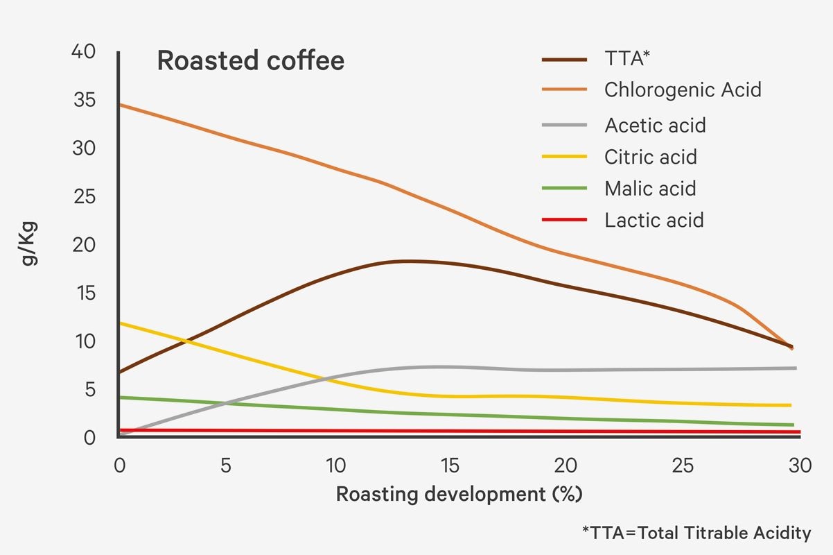 Development of organic acids in the bean after various roasting times